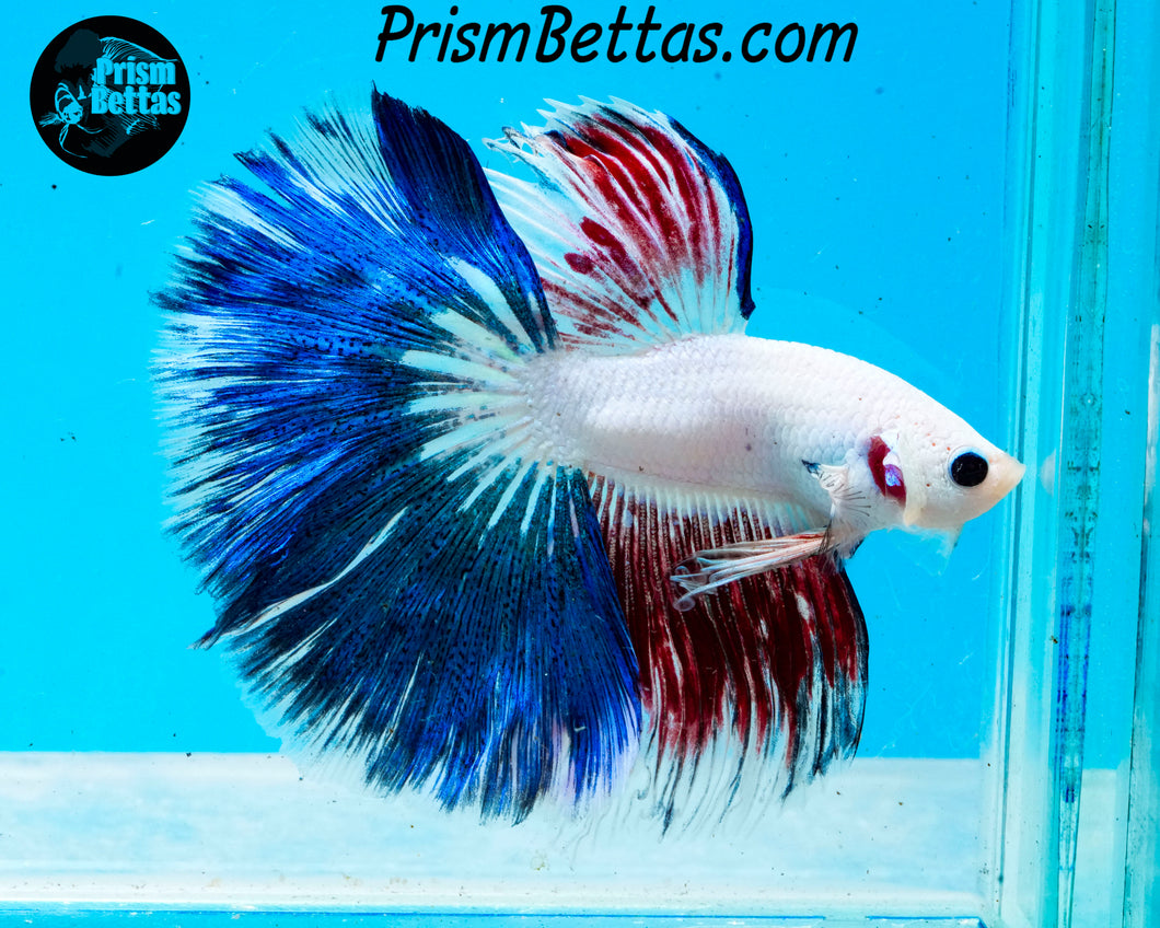 Marble Halfmoon Male