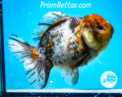 Kirin Godzilla Shogun Oranda Female(4.5 inches) Imported in Thailand