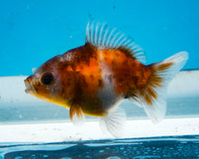 Load image into Gallery viewer, Calico Oranda  (3 inches) Imported from Thailand