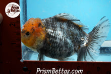 Load image into Gallery viewer, Kirin Godzilla Shogun Oranda Female(4.5 inches) Imported in Thailand