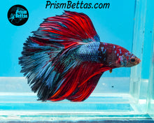 Load image into Gallery viewer, Marble Halfmoon Male