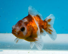 Load image into Gallery viewer, Calico Oranda  (3 inches) Imported from Thailand