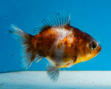 Load image into Gallery viewer, Calico Oranda  (3 inches) Imported from Thailand