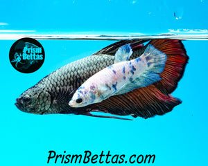 Red Copper Giant Halfmoon Plakat Male