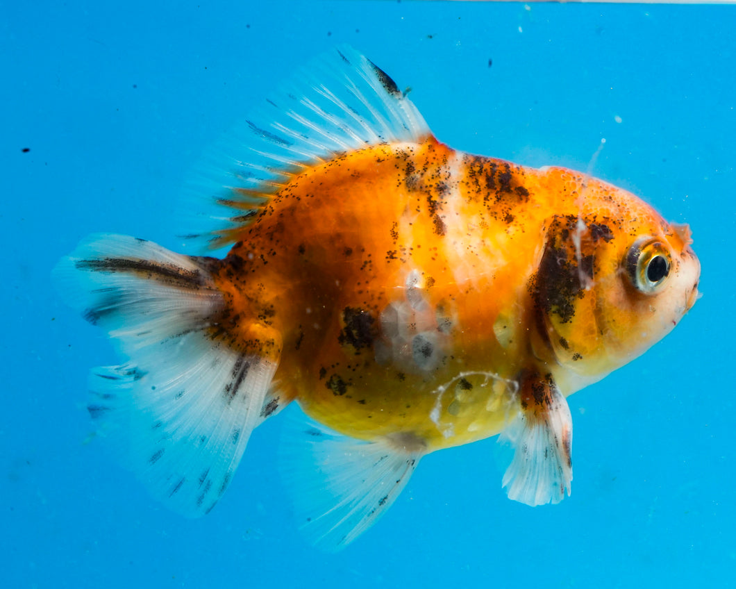 Calico Oranda  (3 inches) Imported from Thailand