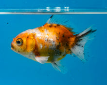 Load image into Gallery viewer, Calico Oranda  (3 inches) Imported from Thailand