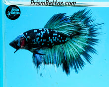 Load image into Gallery viewer, Galaxy Blackstar Halfmoon Male
