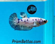 Load image into Gallery viewer, Marble Halfmoon Plakat Female