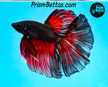 Load image into Gallery viewer, Red Devil Halfmoon Male