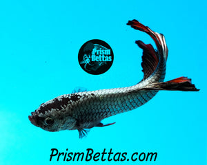 Red Copper Giant Halfmoon Plakat Male