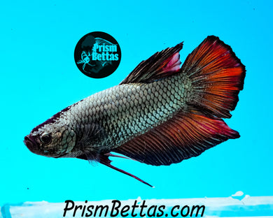 Red Copper Giant Halfmoon Plakat Male