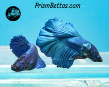 Load image into Gallery viewer, Turquoise Halfmoon Male