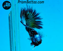 Load image into Gallery viewer, Galaxy Blackstar Halfmoon Male