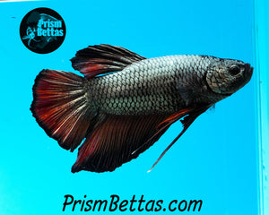 Red Copper Giant Halfmoon Plakat Male