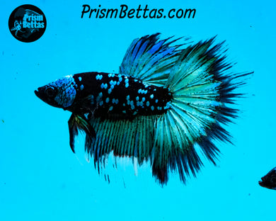 Galaxy Blackstar Halfmoon Male