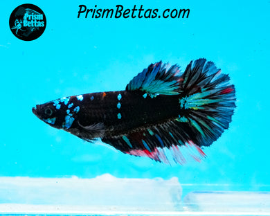 Galaxy Blackstar Halfmoon Female