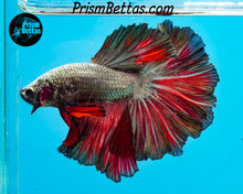 Load image into Gallery viewer, Rose Copper Rosetail Halfmoon Male