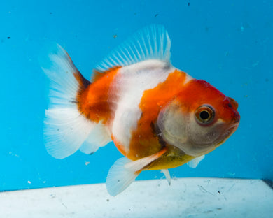 Tricolor Oranda  (3.25 inches) Imported from Thailand