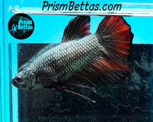 Load image into Gallery viewer, Red Copper Giant Halfmoon Plakat Male