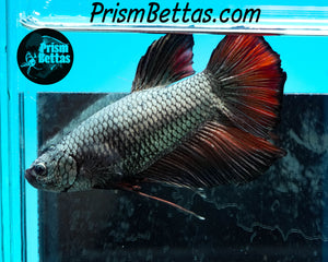 Red Copper Giant Halfmoon Plakat Male