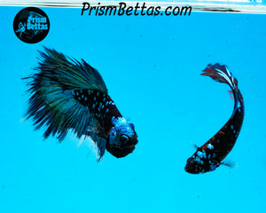 Galaxy Blackstar Halfmoon Male