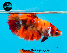 Load image into Gallery viewer, Candy Koi Halfmoon Female