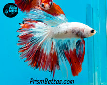 Load image into Gallery viewer, Marble Halfmoon Male