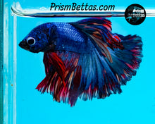 Load image into Gallery viewer, Blue Marble Halfmoon Male