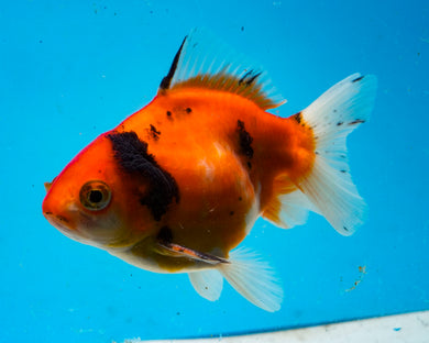 Tricolor Oranda  (4 inches) Imported from Thailand