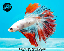 Load image into Gallery viewer, Marble Halfmoon Male