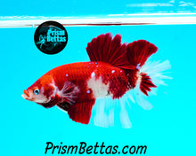 Load image into Gallery viewer, Red Koi Giant Halfmoon Plakat Male