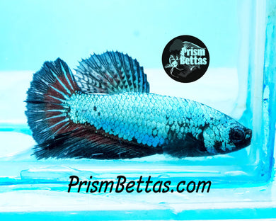 Blue Dragon Halfmoon Female Buy 4 Get 1 Free