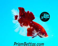 Load image into Gallery viewer, Red Koi Giant Halfmoon Plakat Male