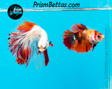 Load image into Gallery viewer, Candy Koi Halfmoon Female