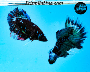 Galaxy Blackstar Halfmoon Female