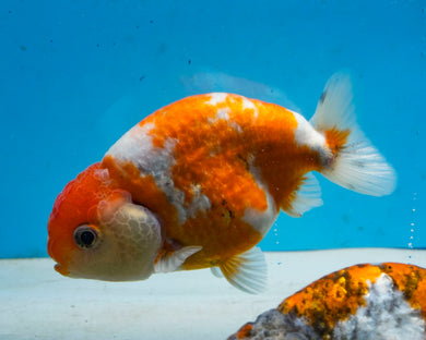 Orange and White Ranchu (3.5-4.25 inches) Imported from Thailand