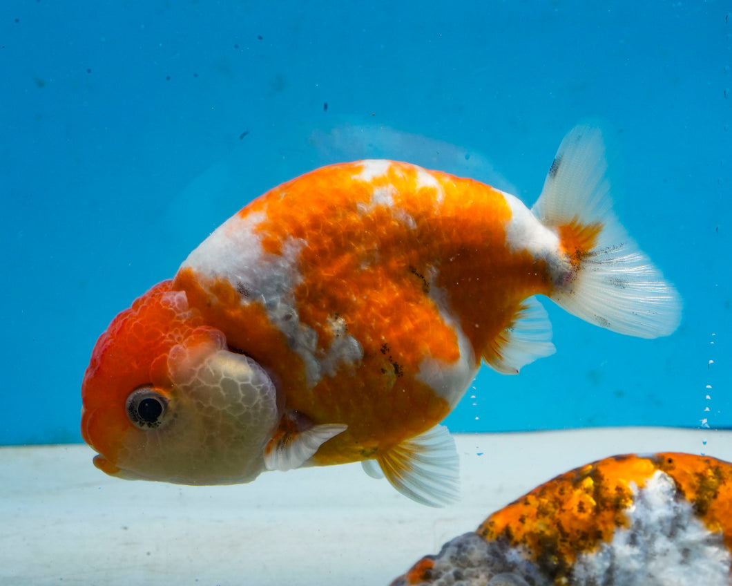 Orange and White Ranchu (3.5-4.25 inches) Imported from Thailand