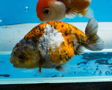 Load image into Gallery viewer, Calico Ranchu (3.5-4.25 inches) Imported from Thailand
