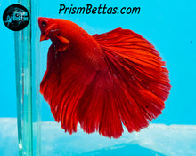 Load image into Gallery viewer, Red Halfmoon Male