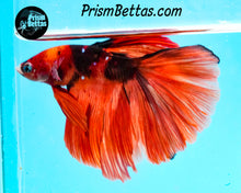 Load image into Gallery viewer, Candy Koi Halfmoon Male
