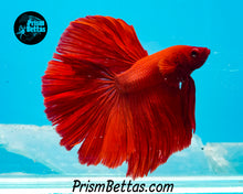 Load image into Gallery viewer, Red Halfmoon Male