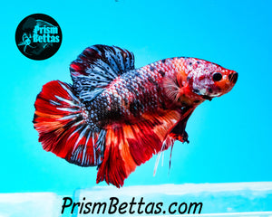 Rainbow Marble Giant Halfmoon Plakat Male