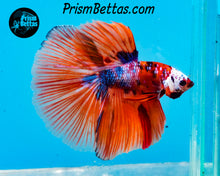Load image into Gallery viewer, Candy Koi Halfmoon Male