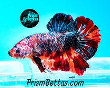 Load image into Gallery viewer, Rainbow Marble Giant Halfmoon Plakat Male