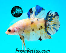 Load image into Gallery viewer, Yellow Koi Giant Halfmoon Plakat Male