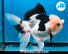 Load image into Gallery viewer, XXL Panda Oranda Female (5 inches) Imported in Thailand