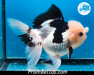 XXL Panda Oranda Female (5 inches) Imported in Thailand