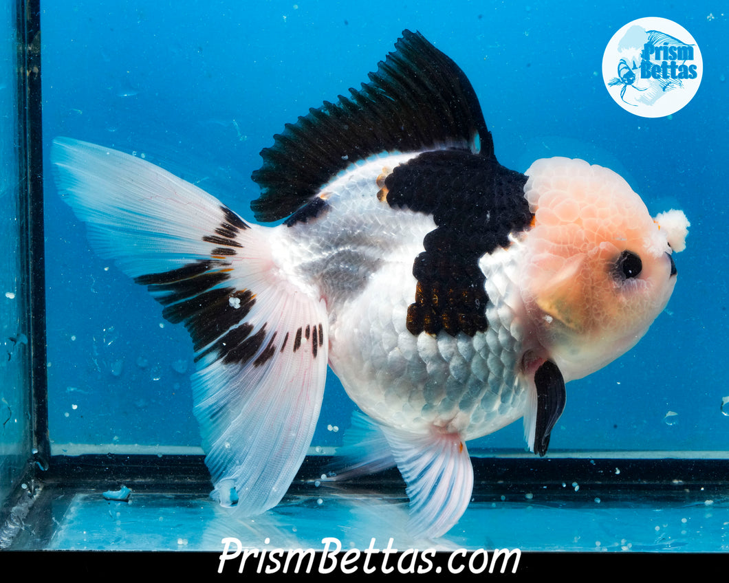 XXL Panda Oranda Female (5 inches) Imported in Thailand
