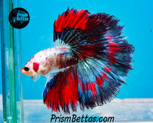 Load image into Gallery viewer, Marble Halfmoon Male