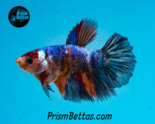 Load image into Gallery viewer, Marble Halfmoon Female